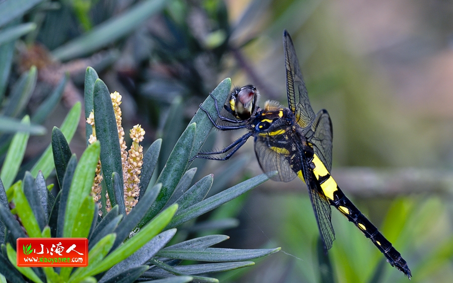 DSC_9538.jpg