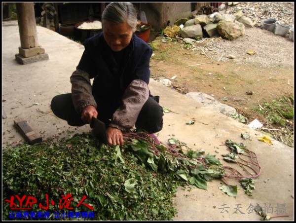 大妈切茹藤