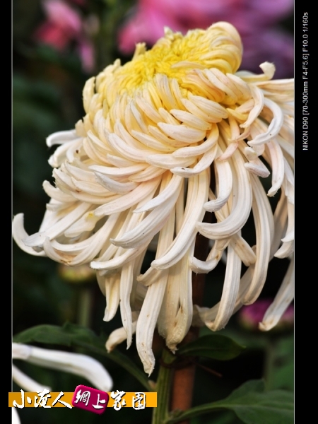 DSC_9006.jpg
