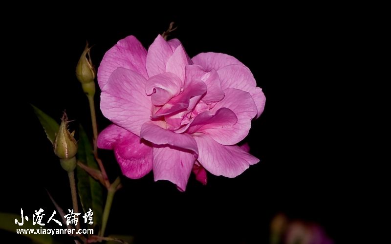 DSC_3287_neo_bak.jpg